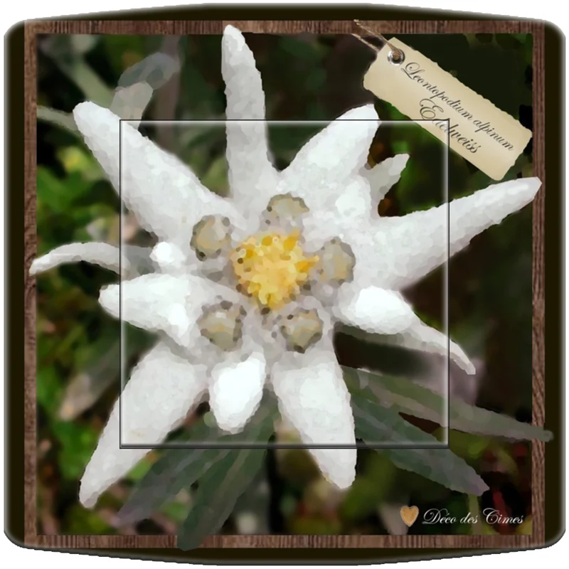 Interrupteur décoré edelweiss 2