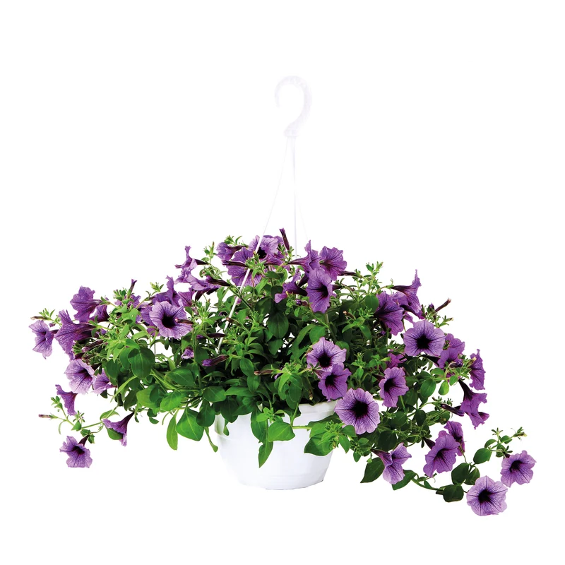 Jardinière suspendue, 11"