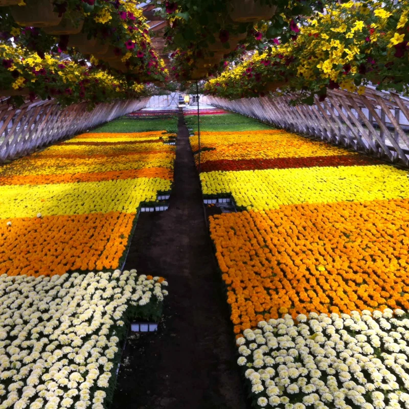 Caissette de fleurs annuelles, 9 plants (assorties)