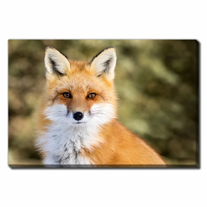 Canevas de renard rouge assis, 22" x 28"