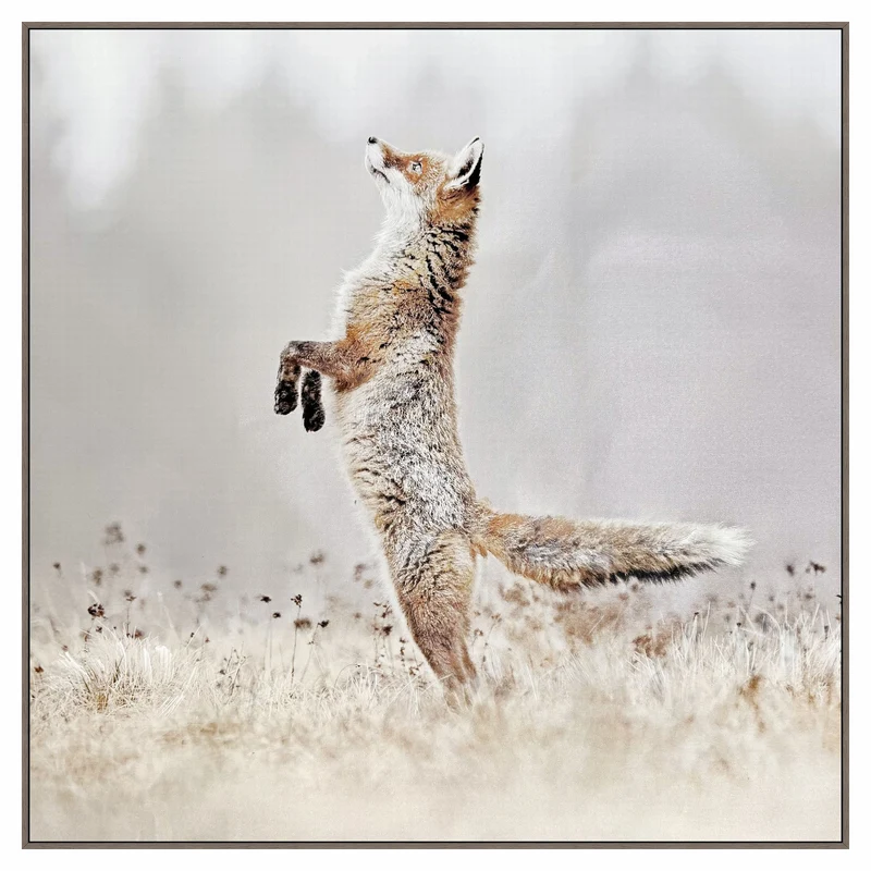 Canevas de renard debout dans un champ, 32" x 32"